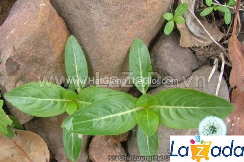 100h Hạt Giống Hoa Dừa Cạn Mix 40cm (C2.301| -KD: B6*V24*M168)