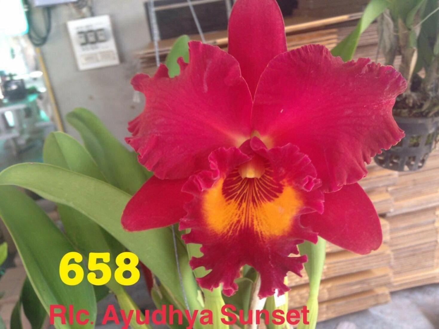 5 Cây Lan Cattleya Giống - Nhập Thái Lan