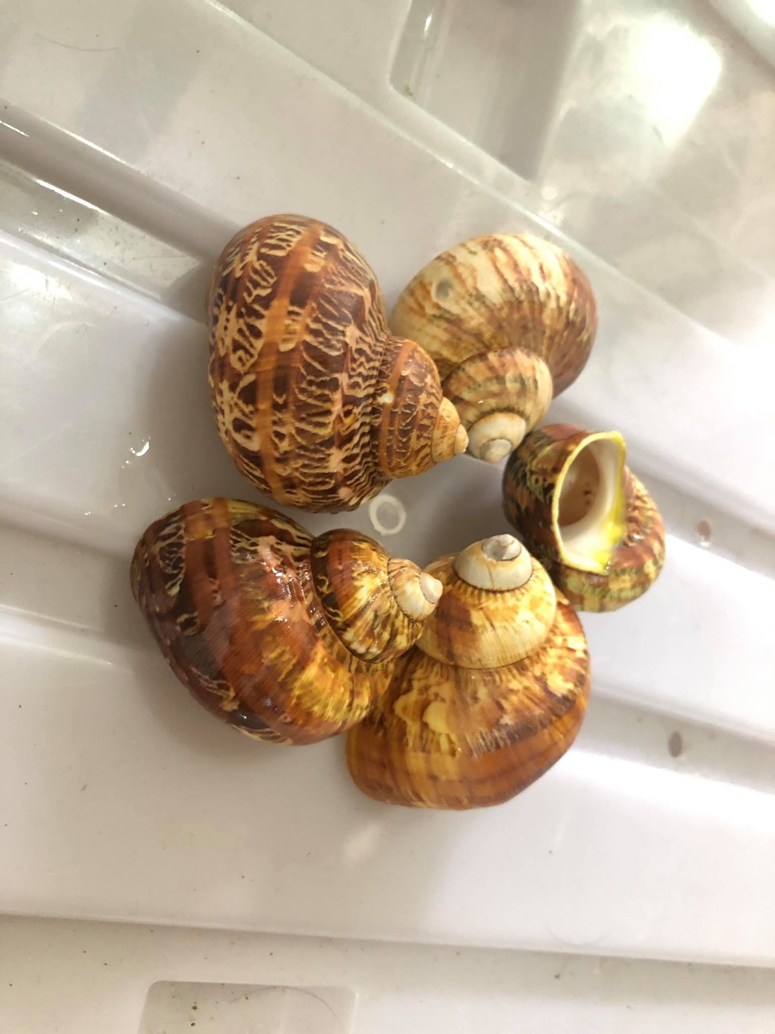 Mô hình giấy giày cho bé