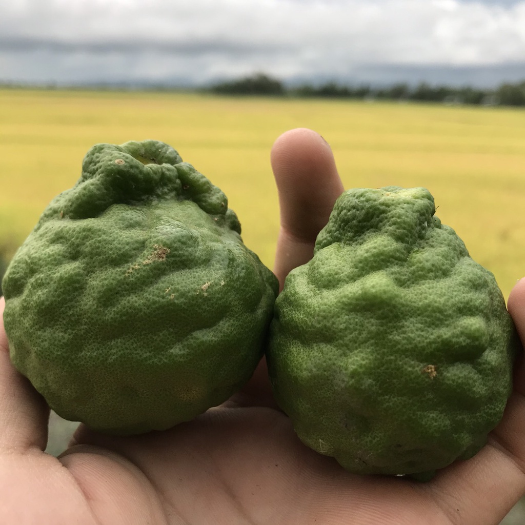 Lá Chúc (Lá Chanh Thái) ở An Giang dùng nấu gà 50g