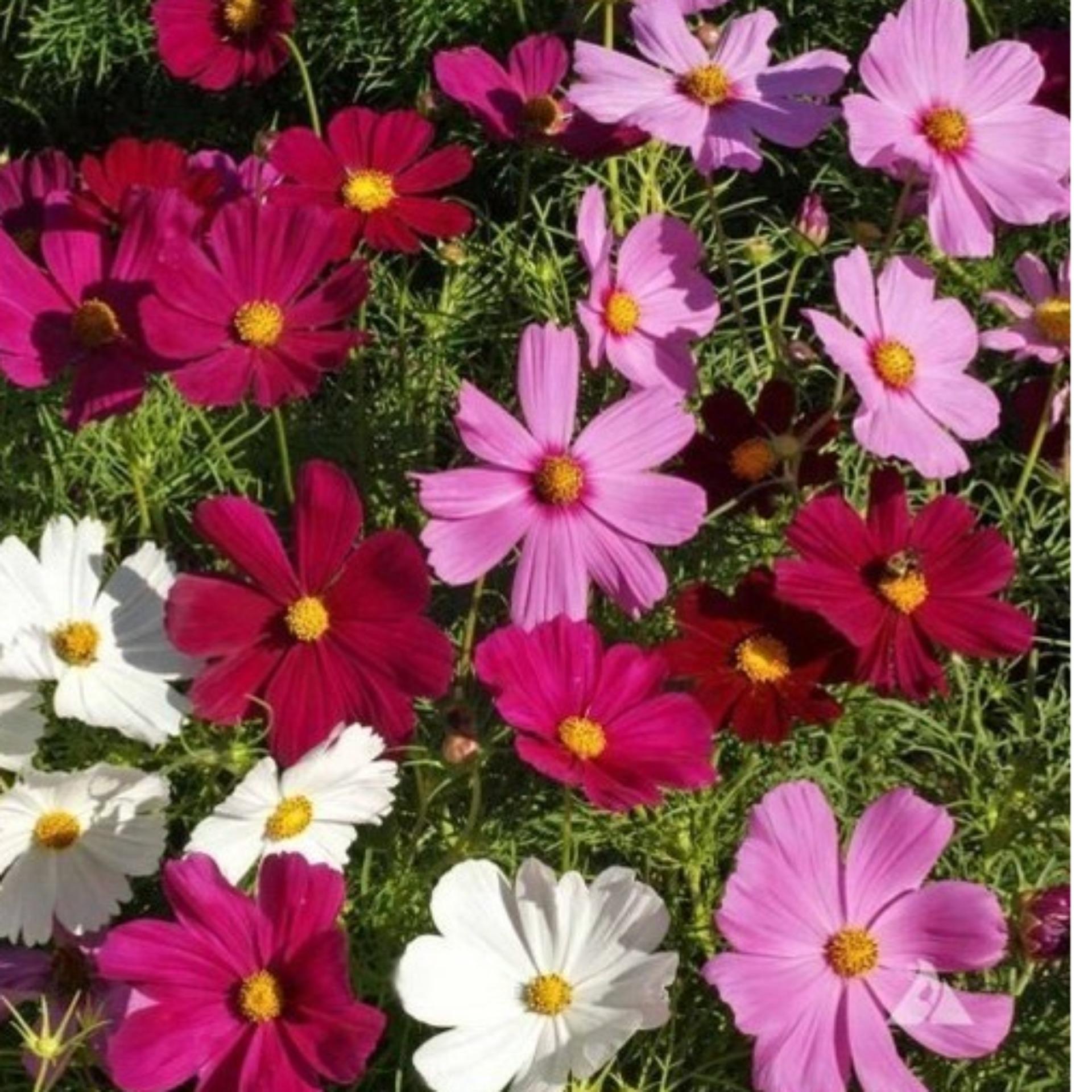 100 Hạt giống Cúc Sao nhái mix (tặng Kích nẩy mầm, Hướng dẫn ươm)