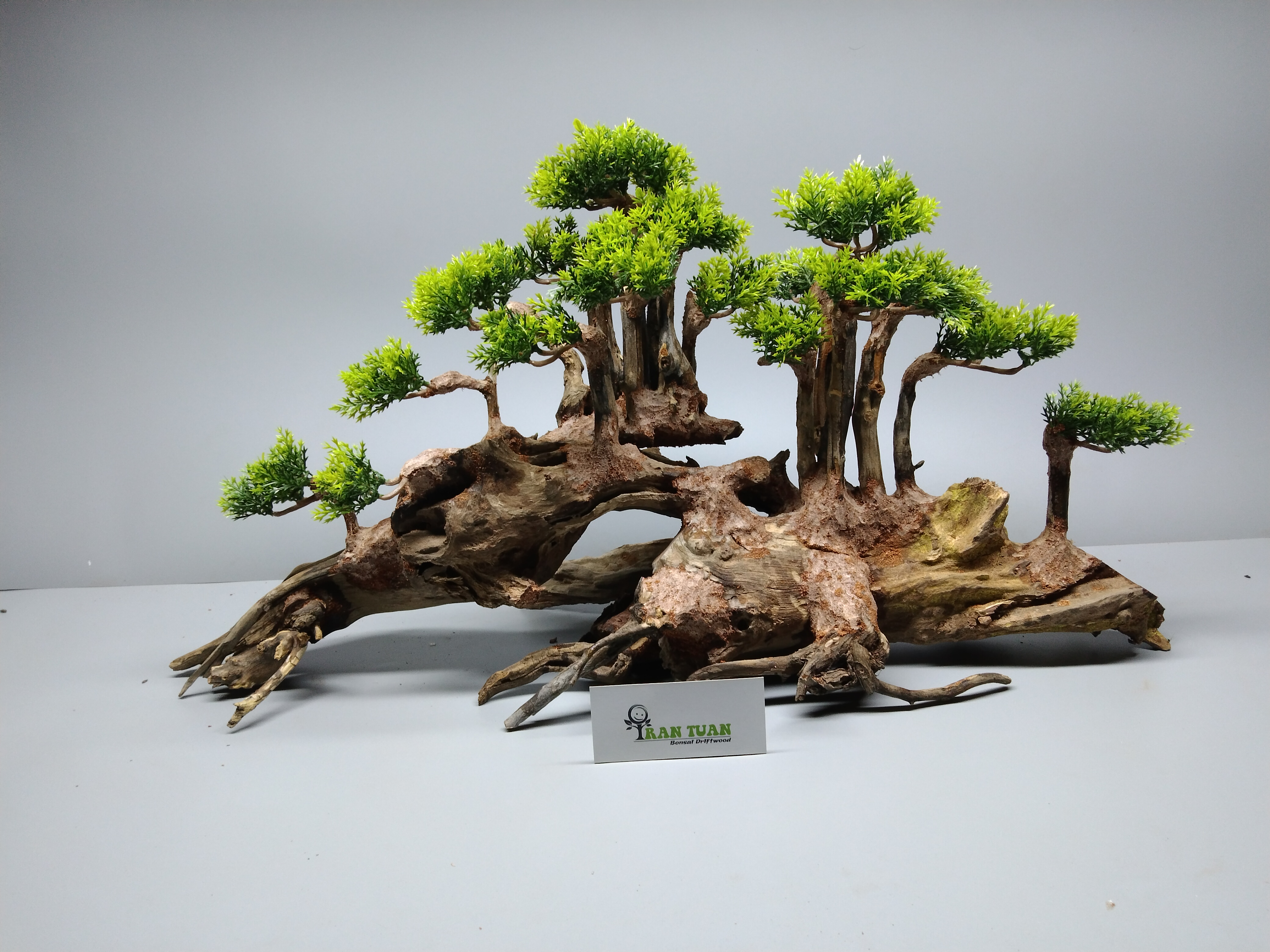 Cây gỗ lũa bonsai đại thụ [Tán xương và Tùng Xanh]