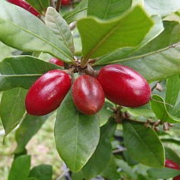 Cây thần kỳ