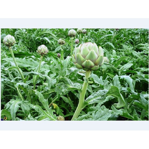 "Gói 5 Hạt " Hạt Giống Cây Atiso Xanh F1