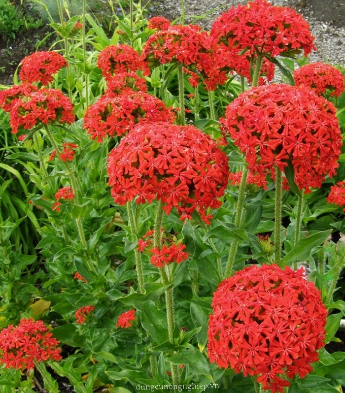 Red Thu La Flower Seeds - 1 Pack of 50 Seeds - Vtnt1