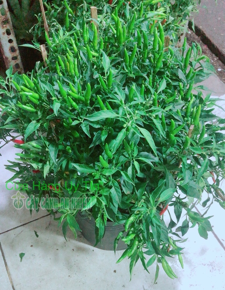 Bụi Ớt Hiểm Nhiều Trái