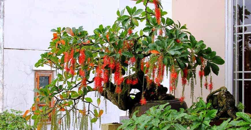 Hạt giống cây lộc vừng hoa đỏ - Gói 5 hạt