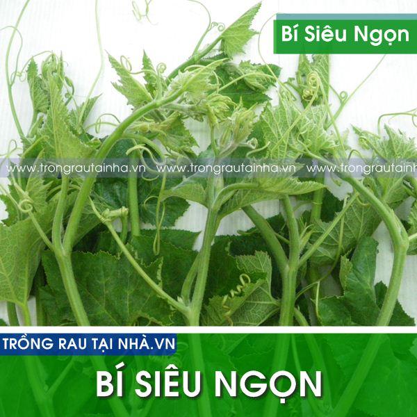 Hạt giống bí siêu ngọn gói 20g