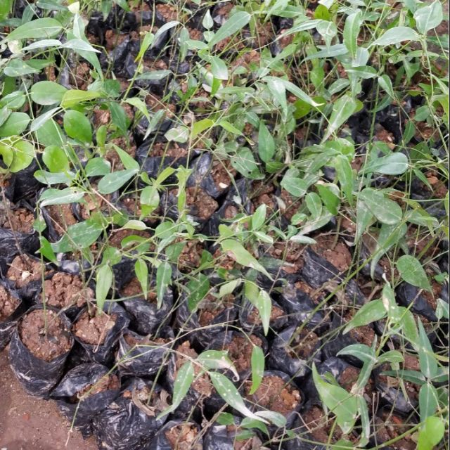 CÂY GIỐNG CHÈ VẰNG