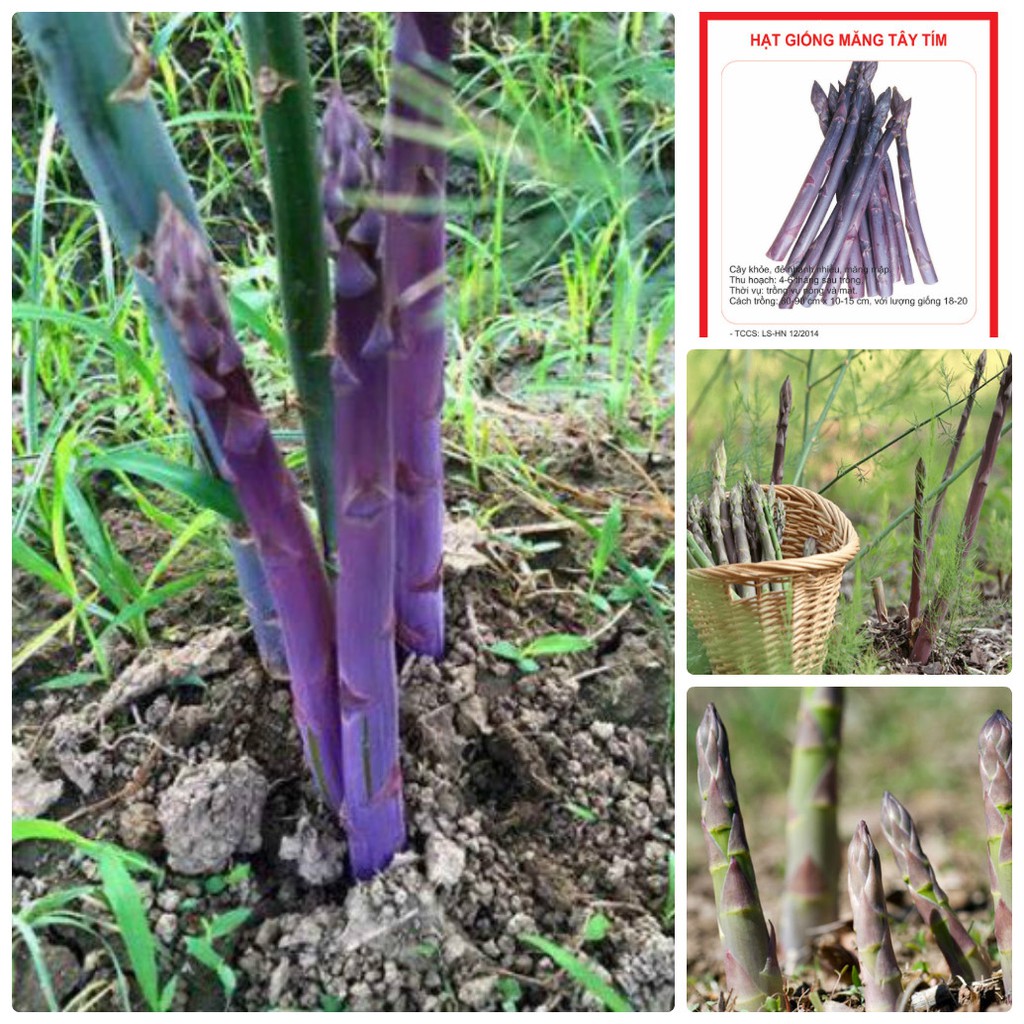 Hạt giống Măng Tây Tím F1 - gói 20 hạt