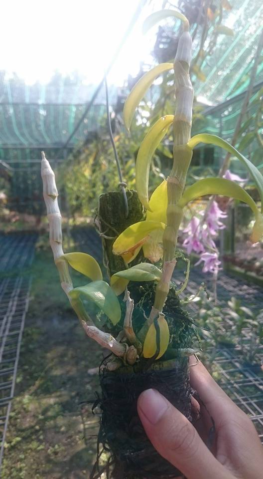Hoa lan trầm rừng parashi