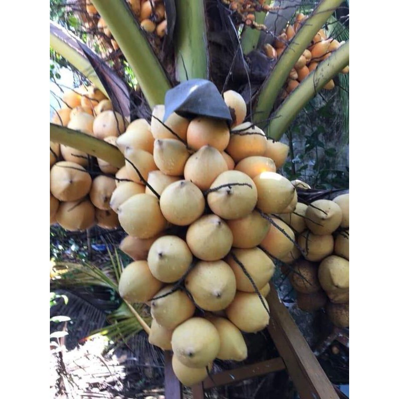 Giá Gốc - 2 cây dừa vàng (dừa tam quan)
