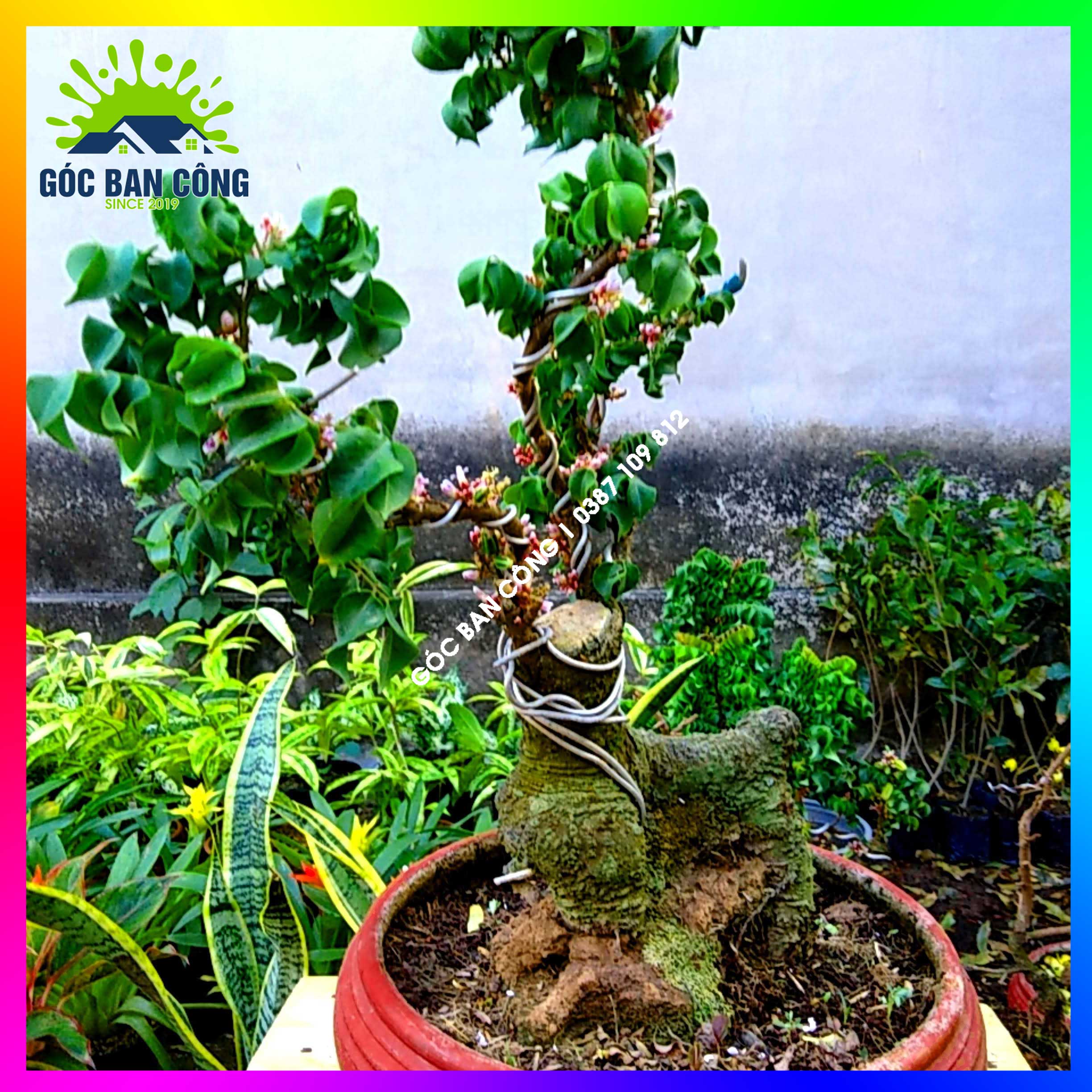 Cây Khế Bonsai Mini Gốc Quái - KBS04