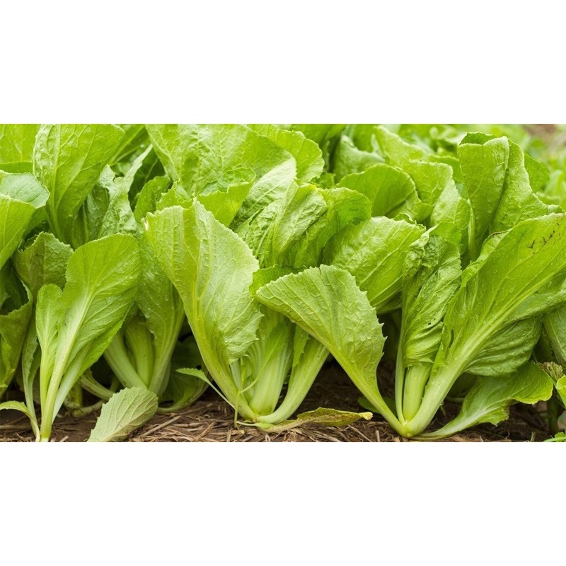 Hạt giống Cải Bẹ Vàng TN