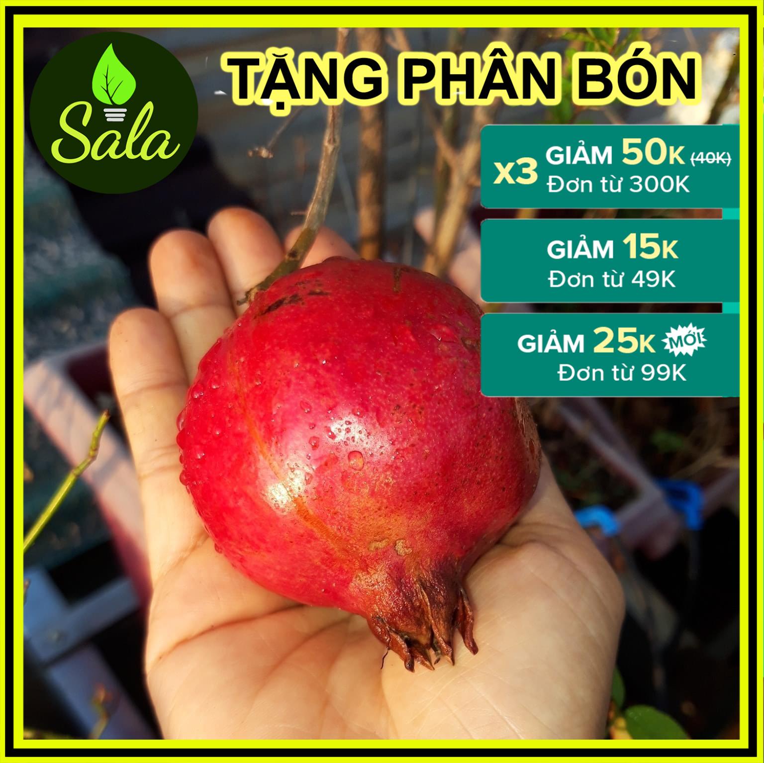 CÂY LỰU LÙN TRÁI ĐỎ- CÂY GIỐNG lựu Ai Cập- CÂY LỰU LÙN AI CẬP