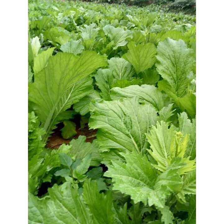 Gói 20gr hạt giống rau cải mèo