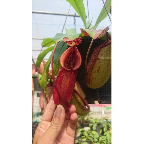 "Gói 10 Hạt " Hạt giống cây bắt mồi nắp ấm - kèm 3 viên nén xơ quà ươm hạt