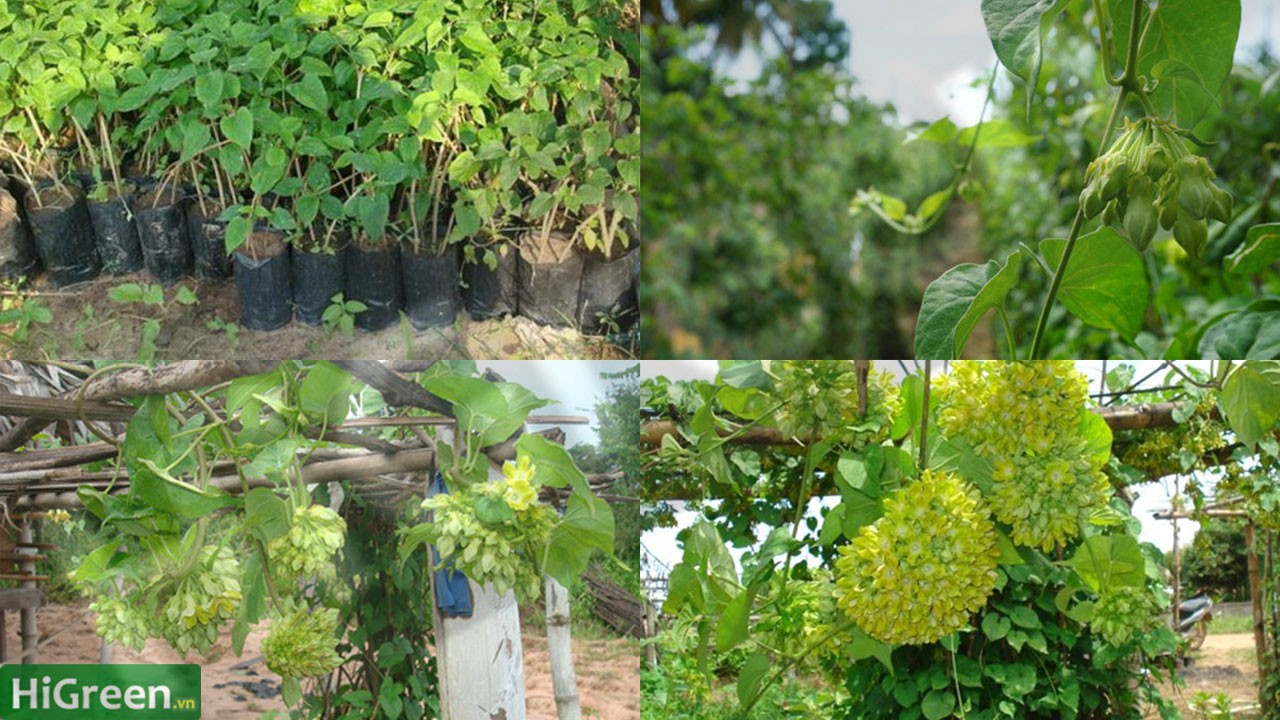 combo 2 cây thiên lý giống - cây ăn hoa - cây bóng mát - cây làm cảnh
