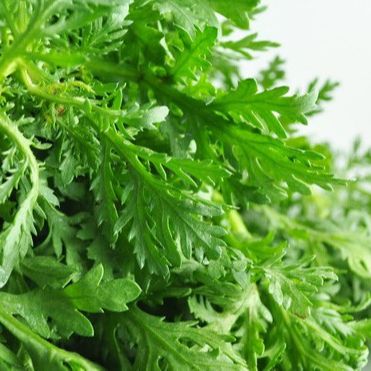 20g Hạt Giống Tần Ô (Cải Cúc) Dễ Trồng