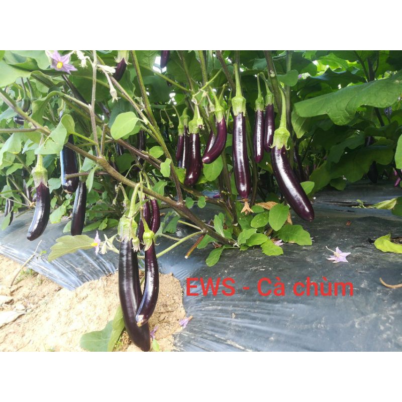[5gram=950 hạt] Hạt Giống Cà Tím Dài F1 Cà Chùm - HMTĐ