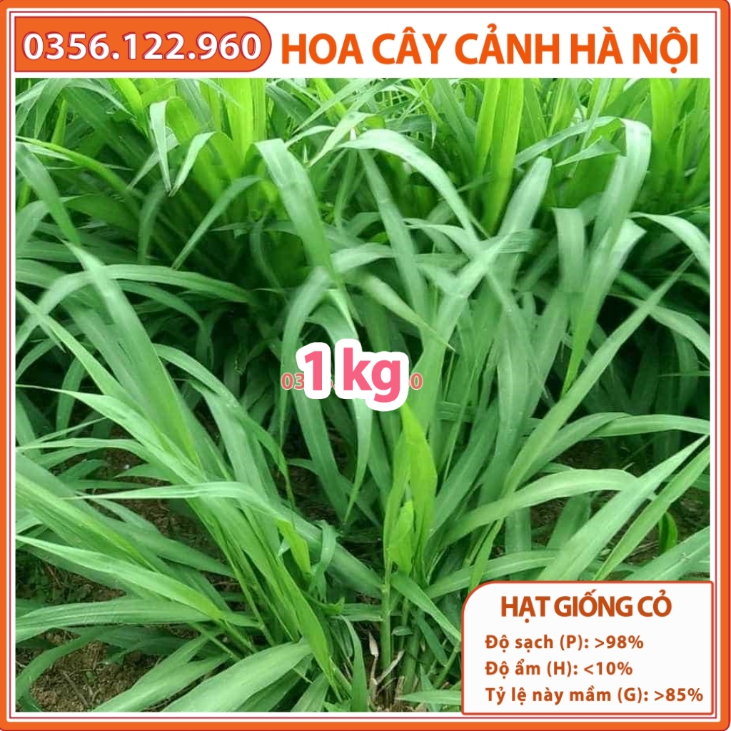 Ruzi - Hạt giống cỏ chịu giẫm đạp, chịu bóng râm - Cỏ dinh dưỡng cho chăn nuôi - Shop hoa cây cảnh Hà Nội