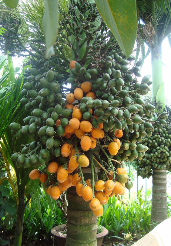 CÂY GIỐNG CAU LÙN TỨ QUÝ