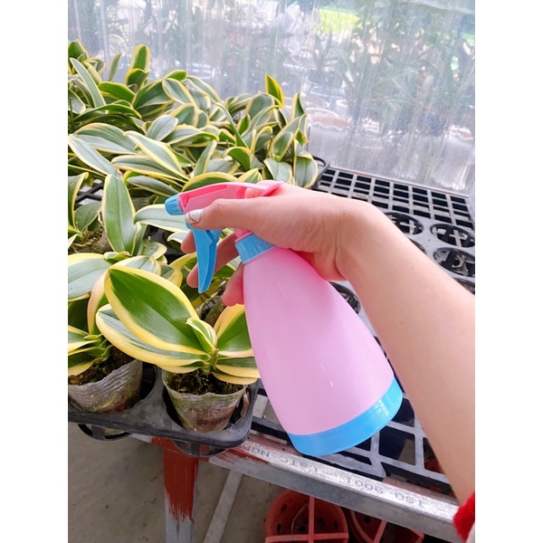 BÌNH XỊT TƯỚI CÂY 0,5 LÍT MÀU HỒNG