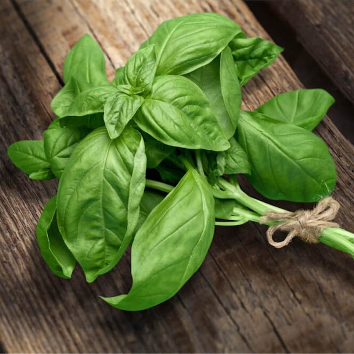 Hạt Giống Quế Tây (BASIL) 2gr