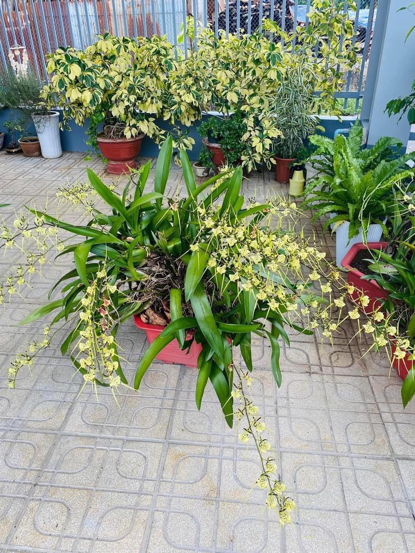 Vũ nữ nhện Xanh