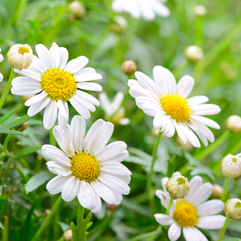 Hạt giống Hoa Cúc Họa Mi VTS92 | Vạn Tín Store