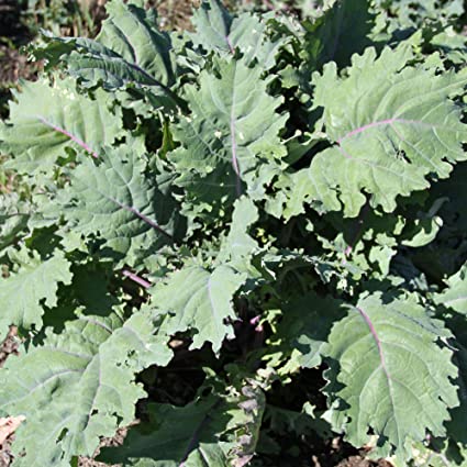Hạt giống cải kale russian đỏ f1 nhập khẩu mỹ - 200 hạt