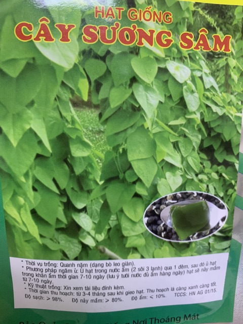 Hạt giống cây sương sâm ( sâm lông ) gói 10 hạt giá rẻ