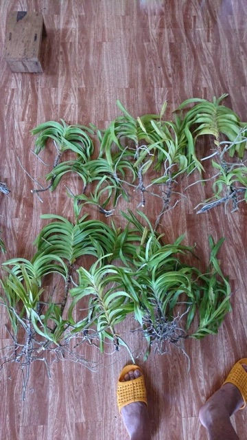 Lan rừng Mỹ dung dạ hương