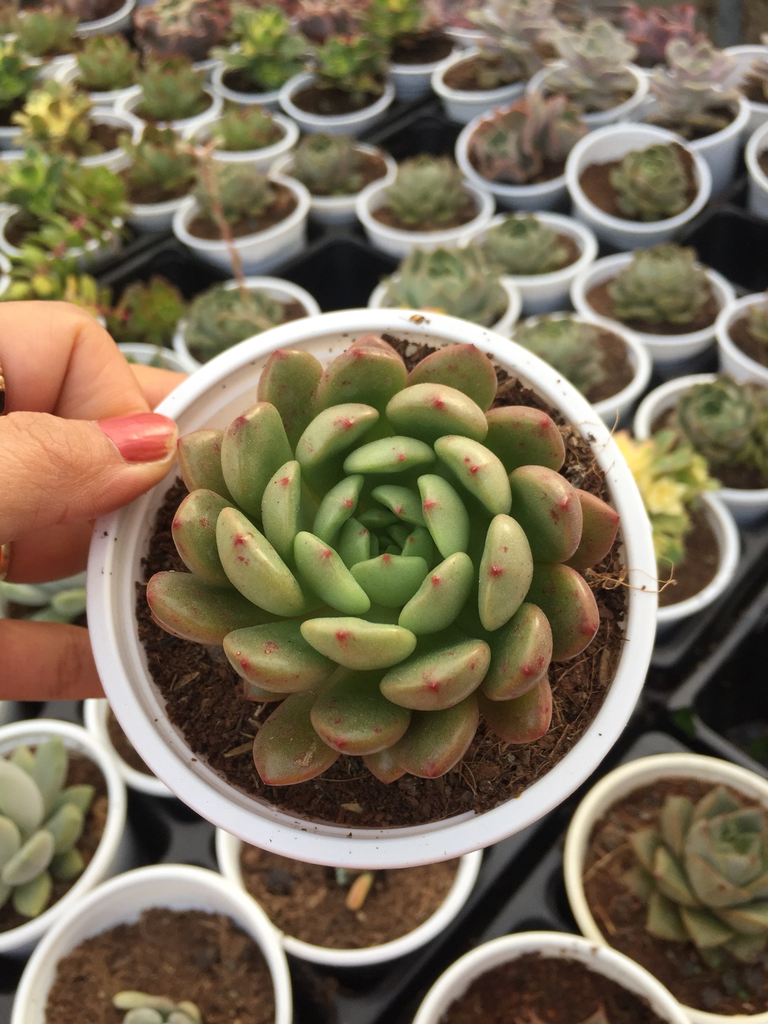 Sen Đá Ruby Đỏ size trung