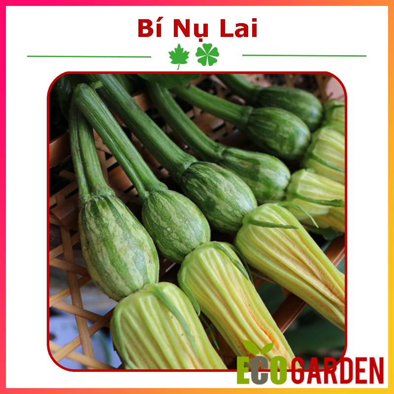 Hạt Giống Bí Nụ Lai F1 GITA - Gói 5 Hạt (ECO.211)