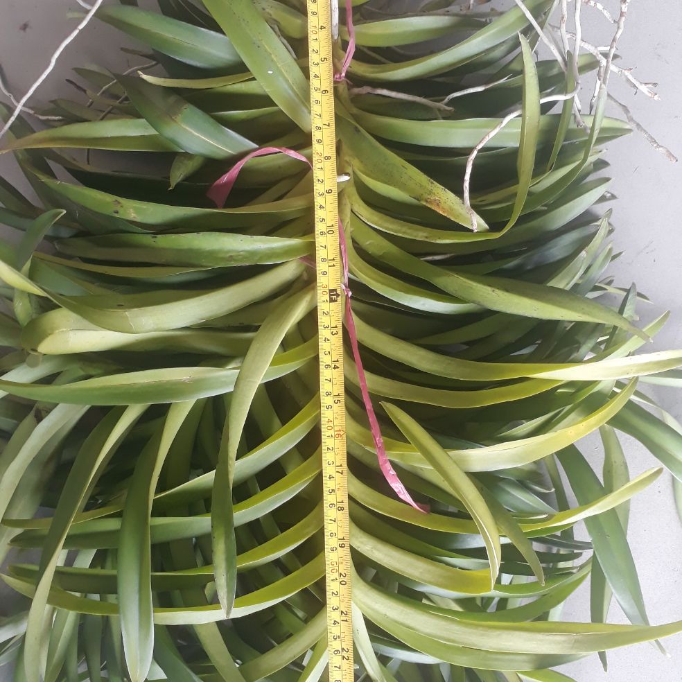 2 Cây Lan Giống Mokara  Màu Đỏ (cây cao 50-60 cm)
