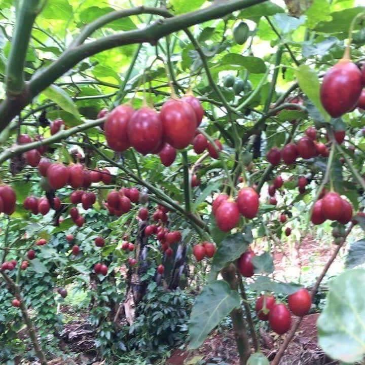 Sale Hạt giống cà chua thân gỗ  giá rẻ