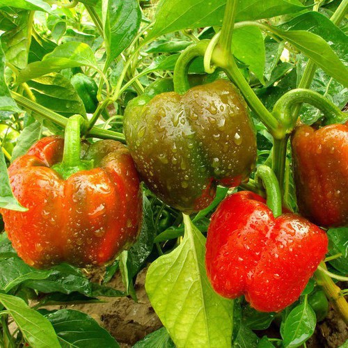 Hạt giống ớt chuông