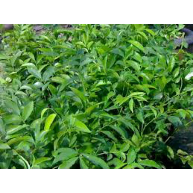 Cây mắc mật ăn lá