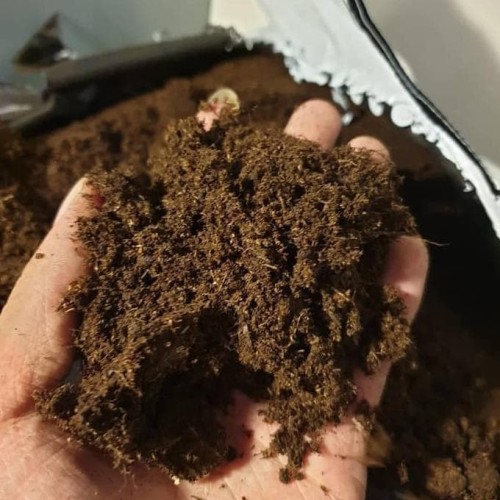 [Tặng  200gr xơ dừa]  Peat moss - Rêu than mùn / Peatman hàng chuẩn cao cấp.