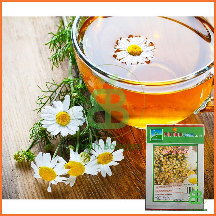 Hạt Giống Trà Hoa Cúc Dễ Trồng, Dễ Chăm Sóc 3GR