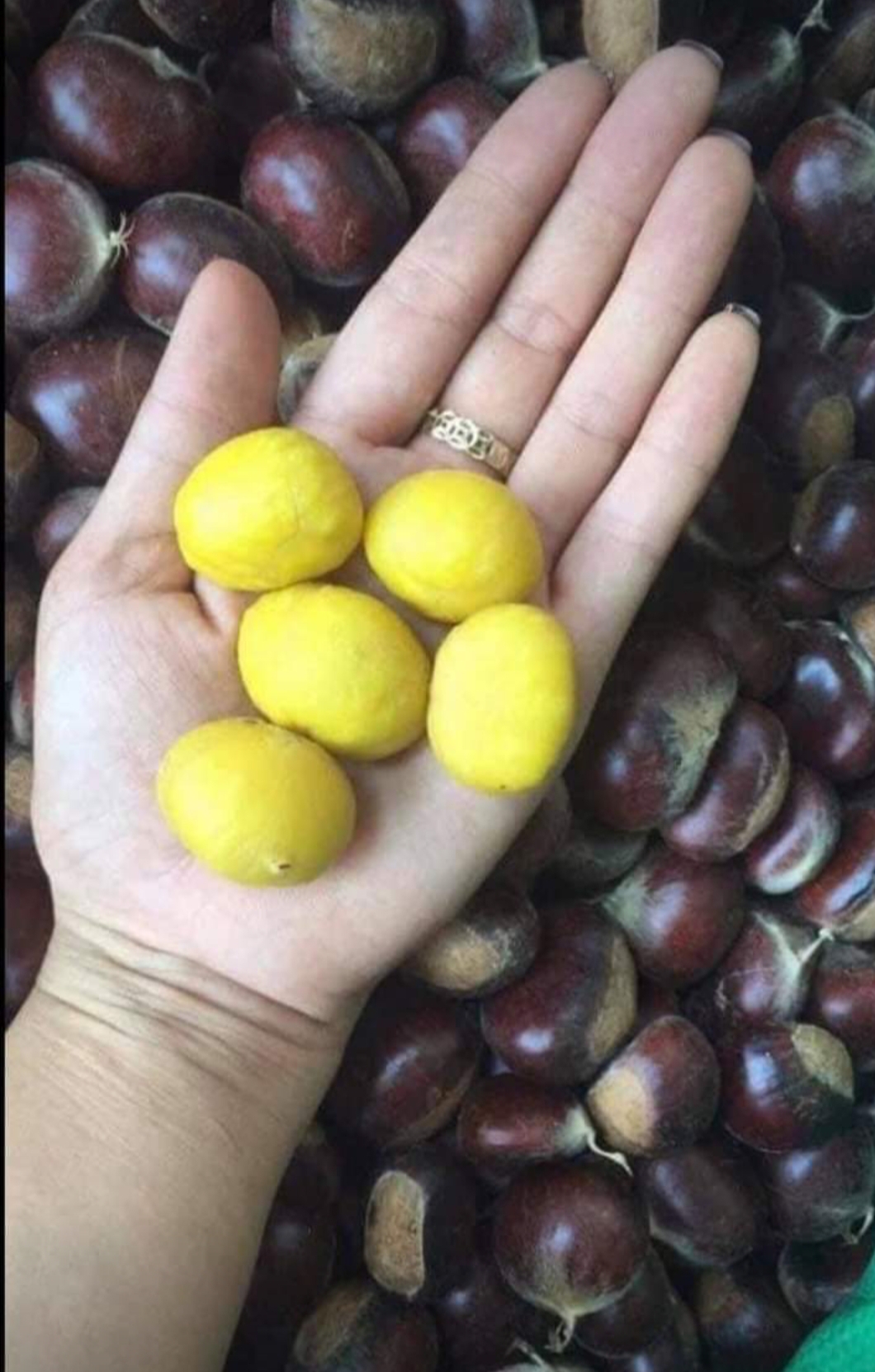 1kg hạt dẻ nếp tươi sapa ( hạt to)