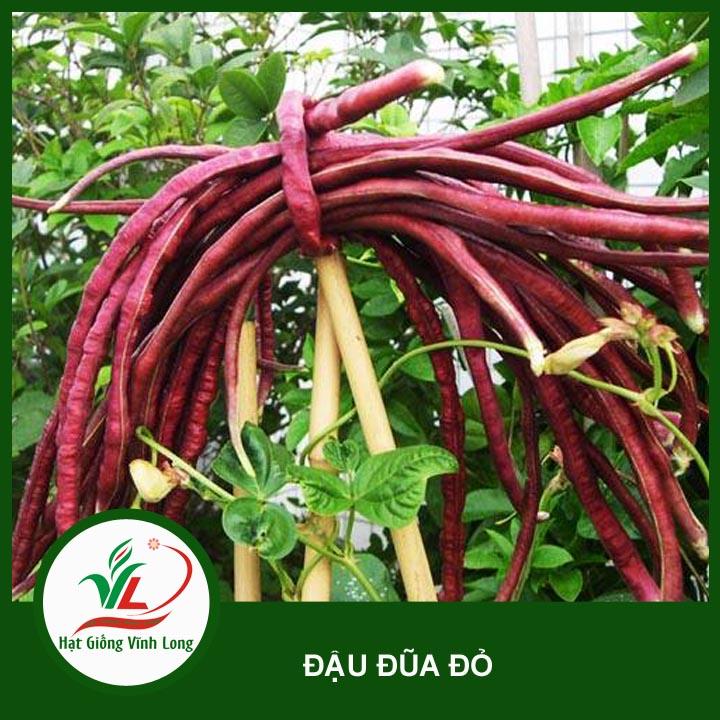 Hạt giống Đậu đũa tím RD 755 - 10g