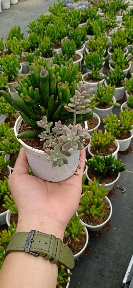 SEN ĐÁ ỐNG ĐIẾU THÂN CỔ THỤ