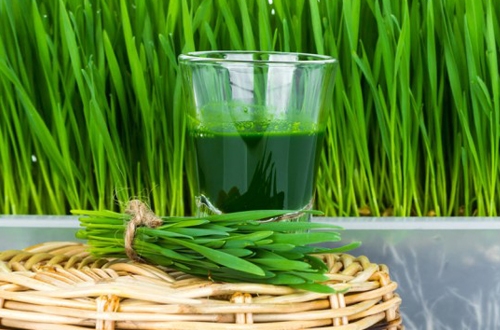 [HCM]100g Hạt Giống Cỏ Lúa Mì Dễ Trông Thơm Ngon Gói
