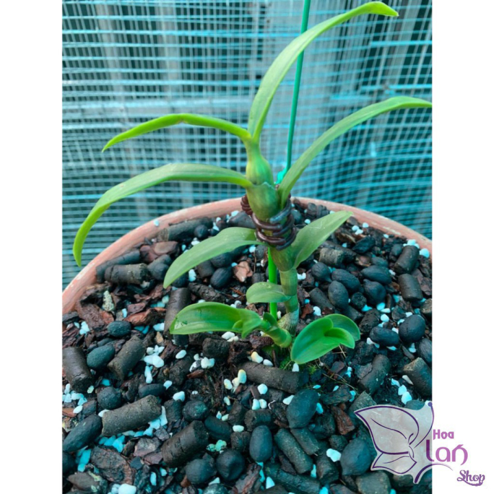 Lan Phi Điệp *☘️ FREESHIP ☘️* 5 Cánh Trắng Bảo Duy [ Ươm Kie ]