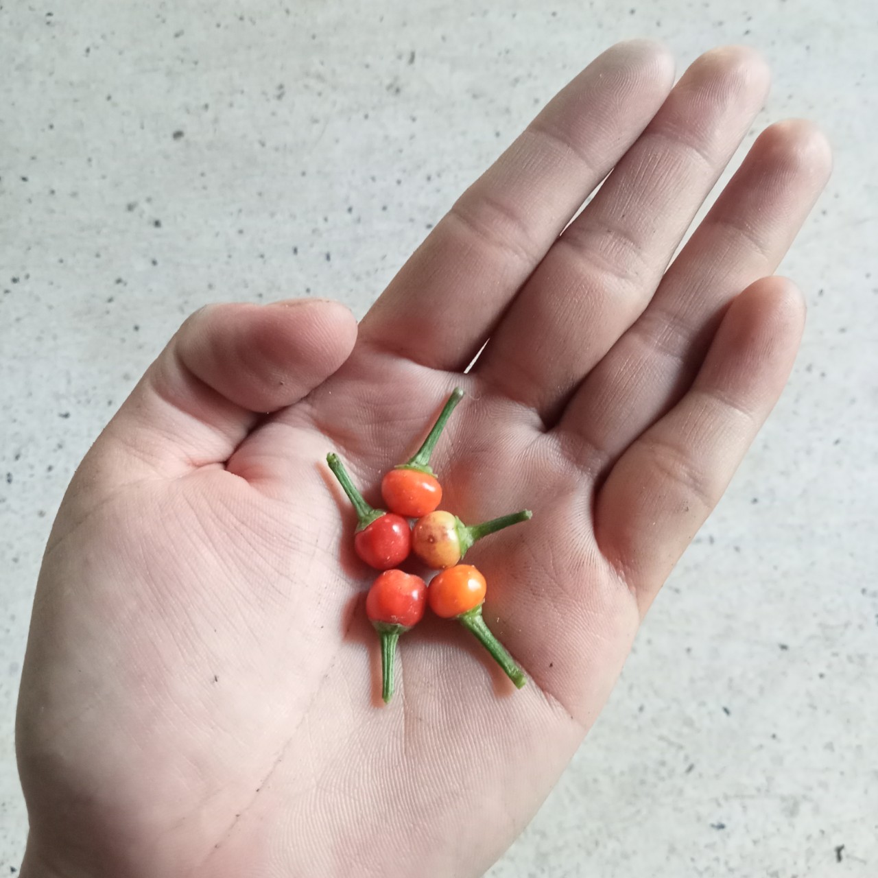 10 Hạt Giống Ớt Kiểng Quả Tròn