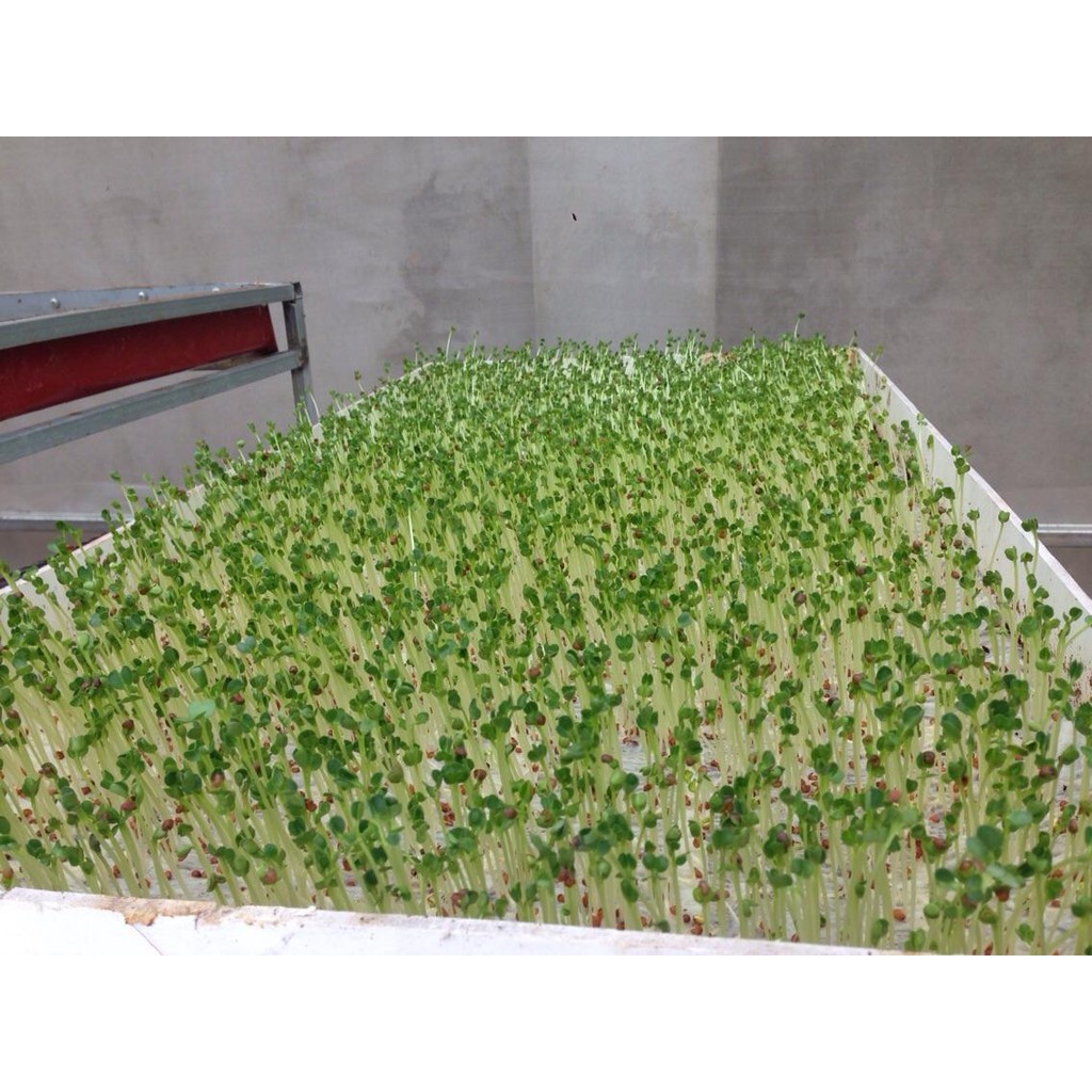 [HCM]Hạt Giống Cải Tần Ô - Cải Cúc Tần Ô (Gói 20Gr)