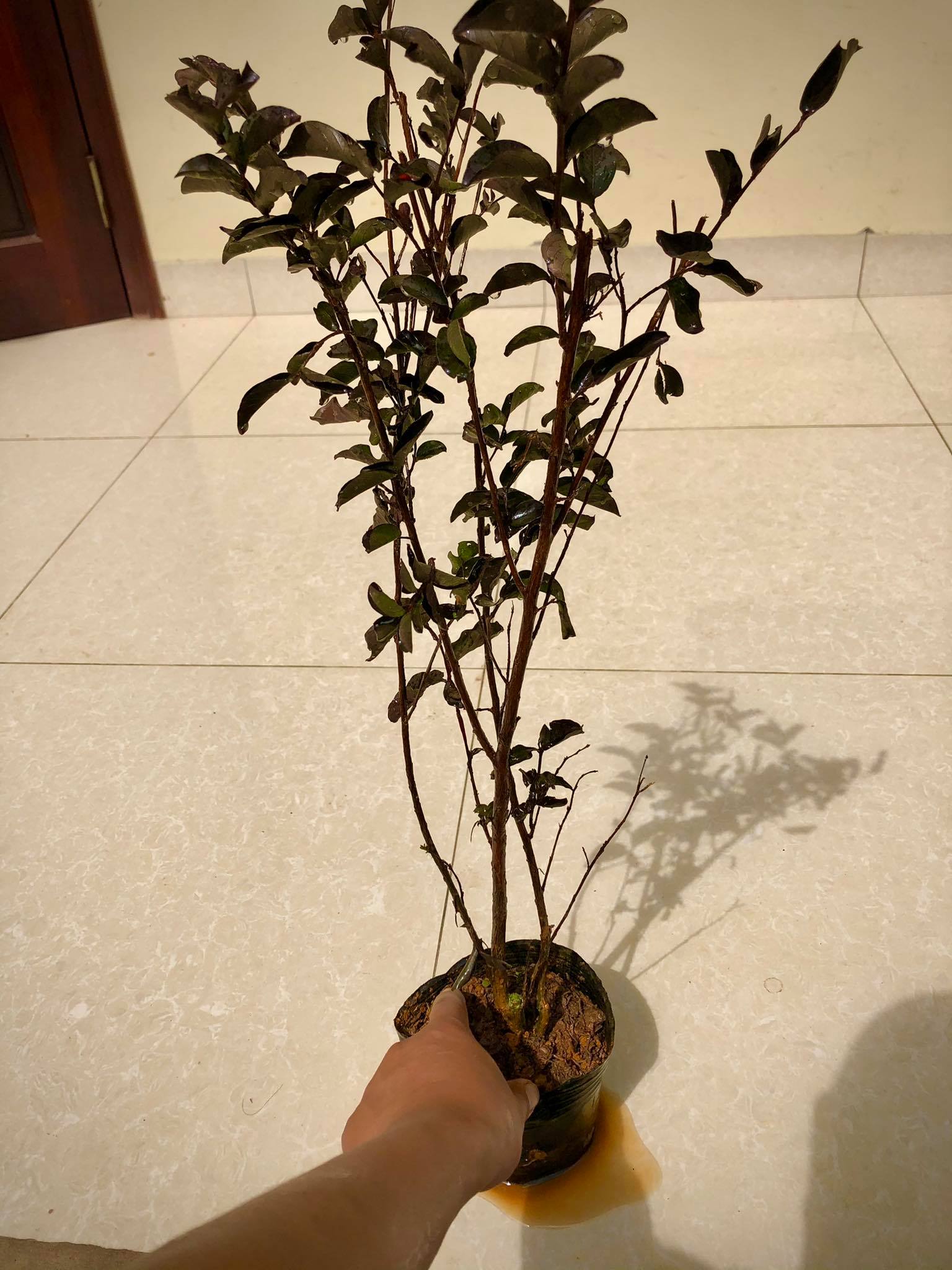 Cây tường vi huyết long cao 70-80cm