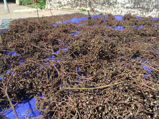 1kg mắc khén rừng tặng 10 hạt dổi
